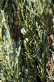 Juniperus scopulorum Sky Rocket IMG_6279 Jałowiec skalny